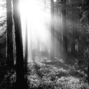 ✨NWT✨ IKEA Picture - Misty Forest